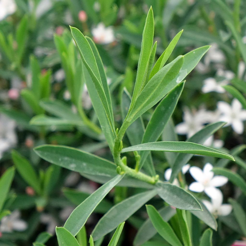 Eriostemon myoporoides Flower Girl Pink - Philotheca
