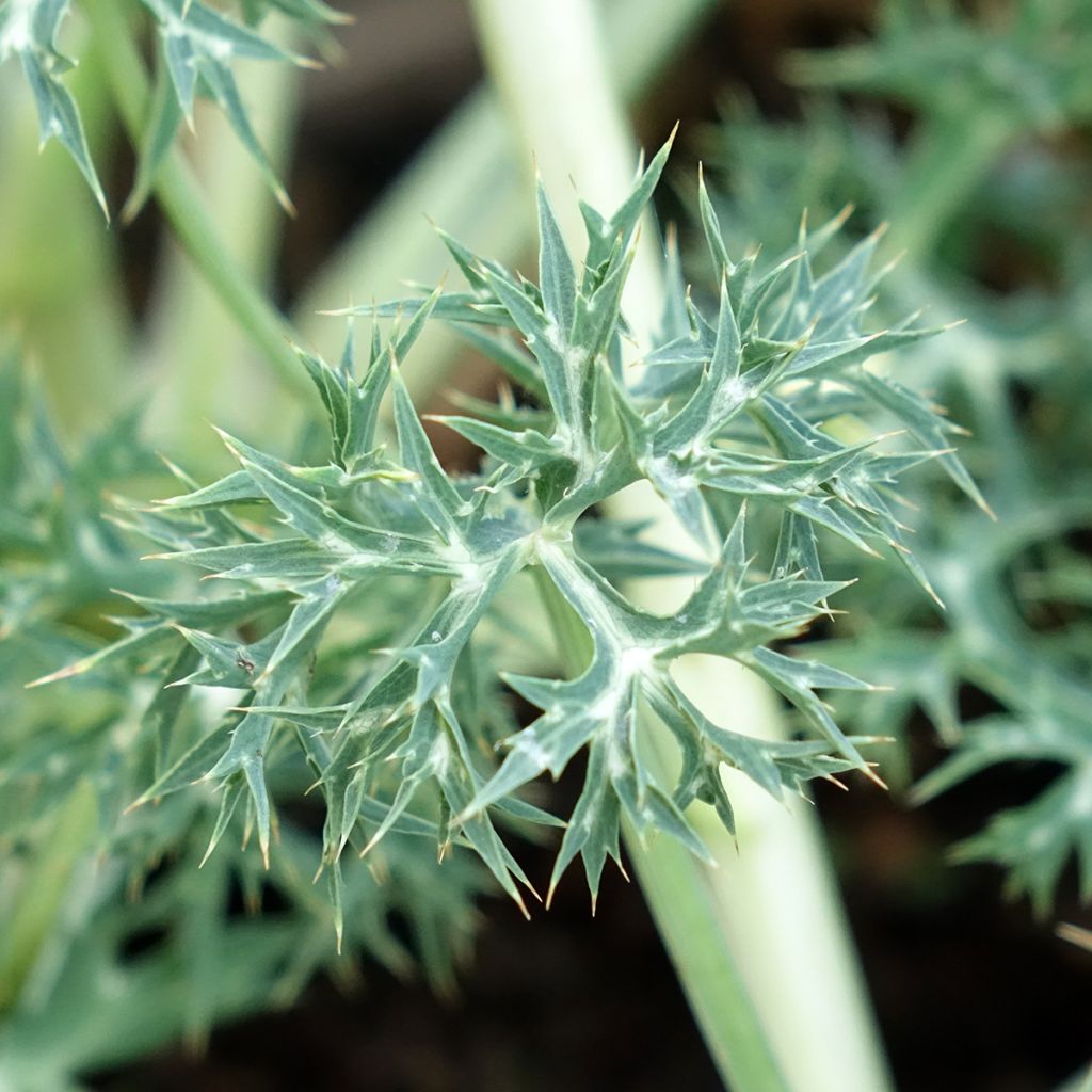 Eryngium Pico's Amethyst - Panicaut