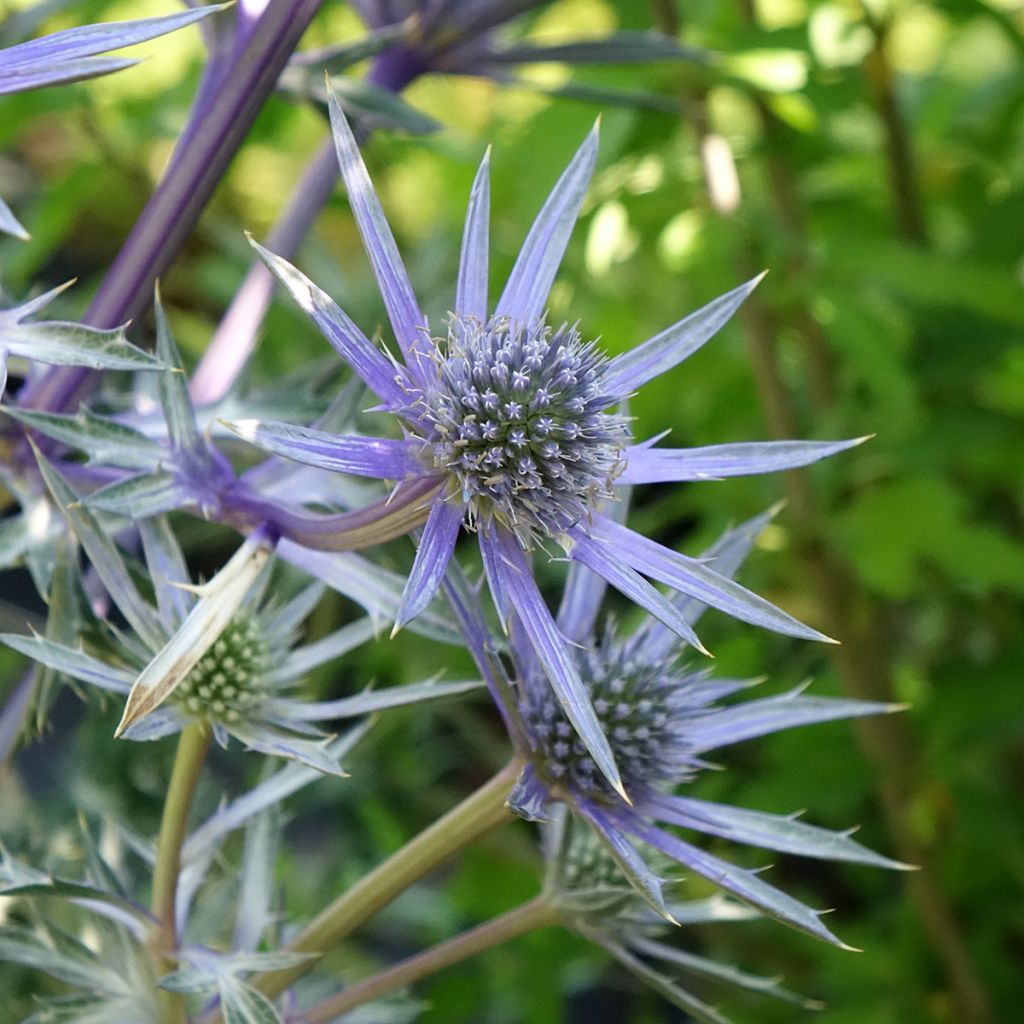 Eryngium Pico's Amethyst - Panicaut