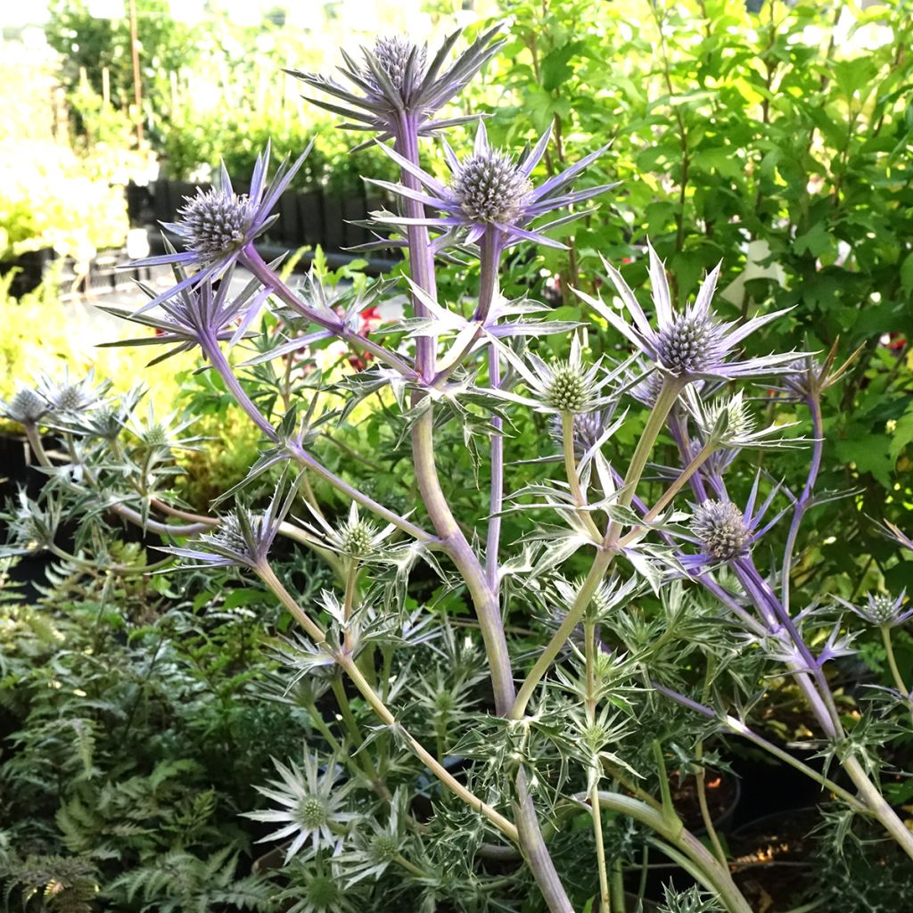Eryngium Pico's Amethyst - Panicaut