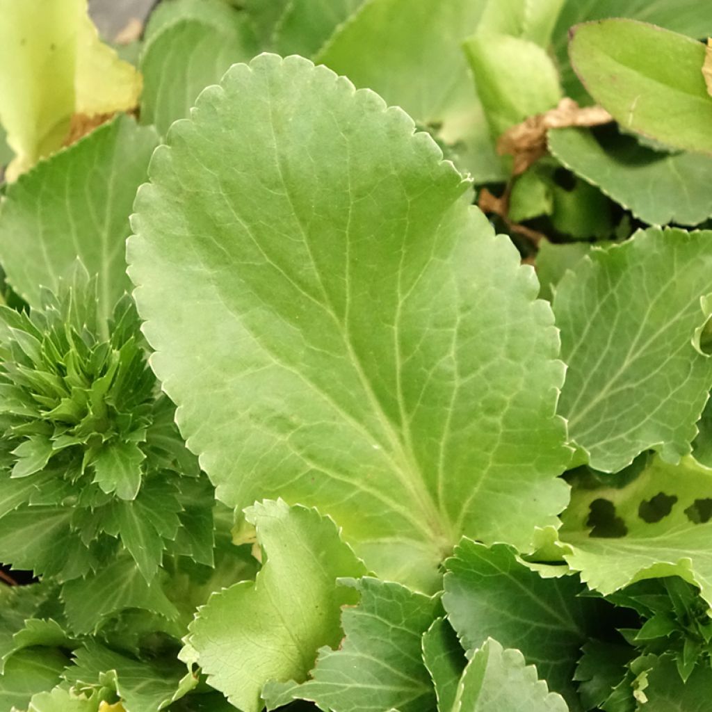 Eryngium planum Blue Hobbit