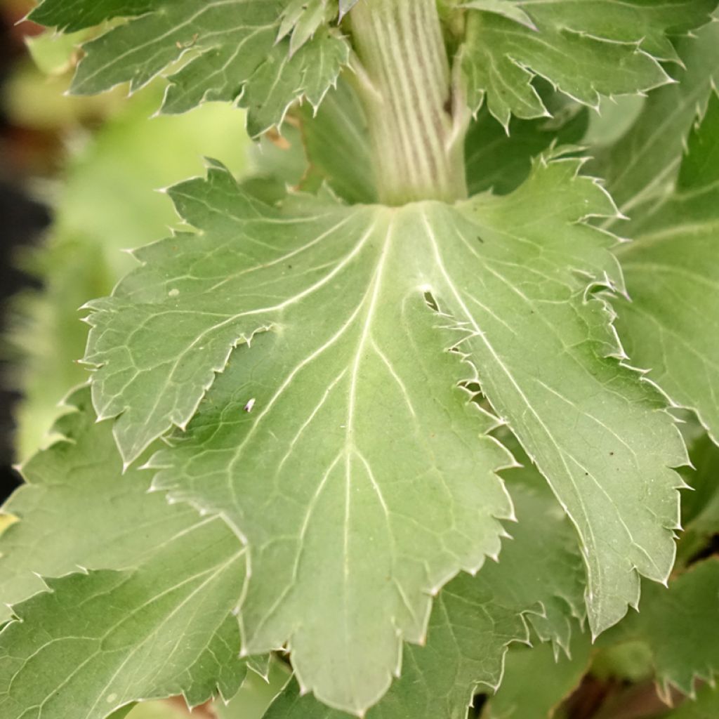 Eryngium planum Blue Hobbit