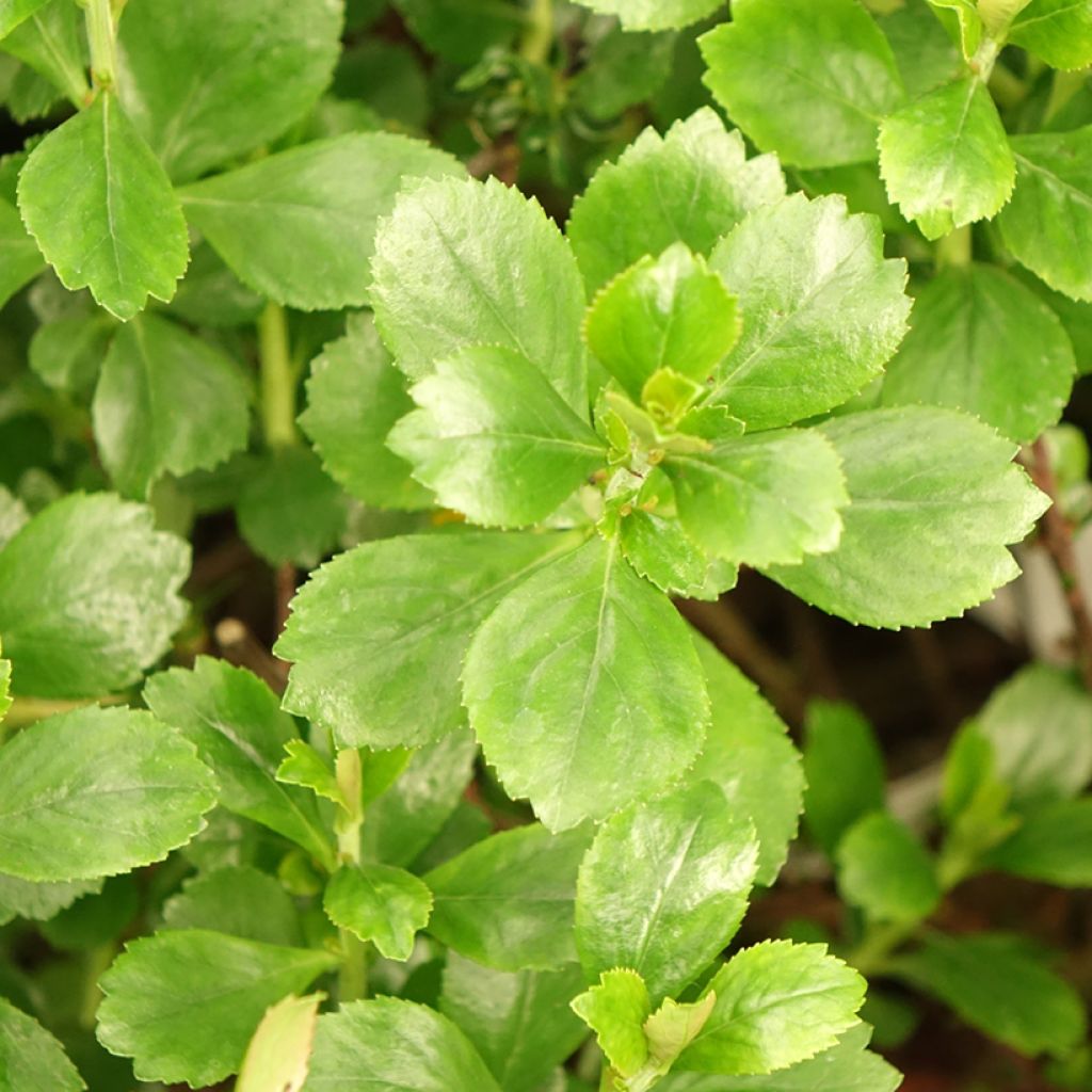 Escallonia Donard Radiance