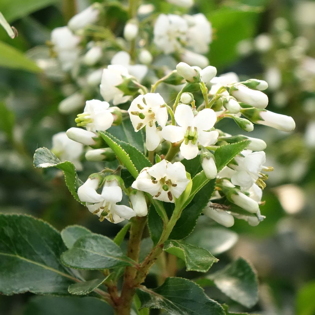 Escallonia Iveyi
