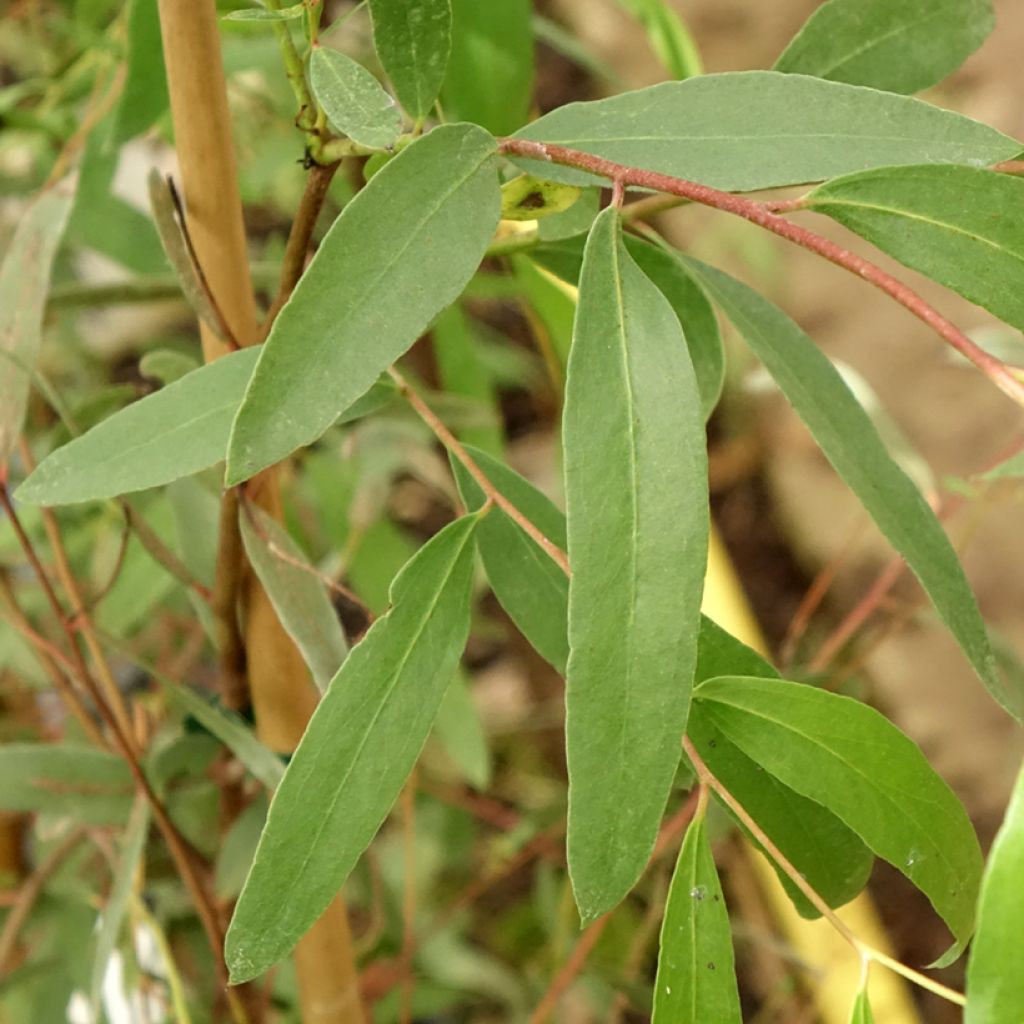 Eucalyptus aggregata - Gommier noir