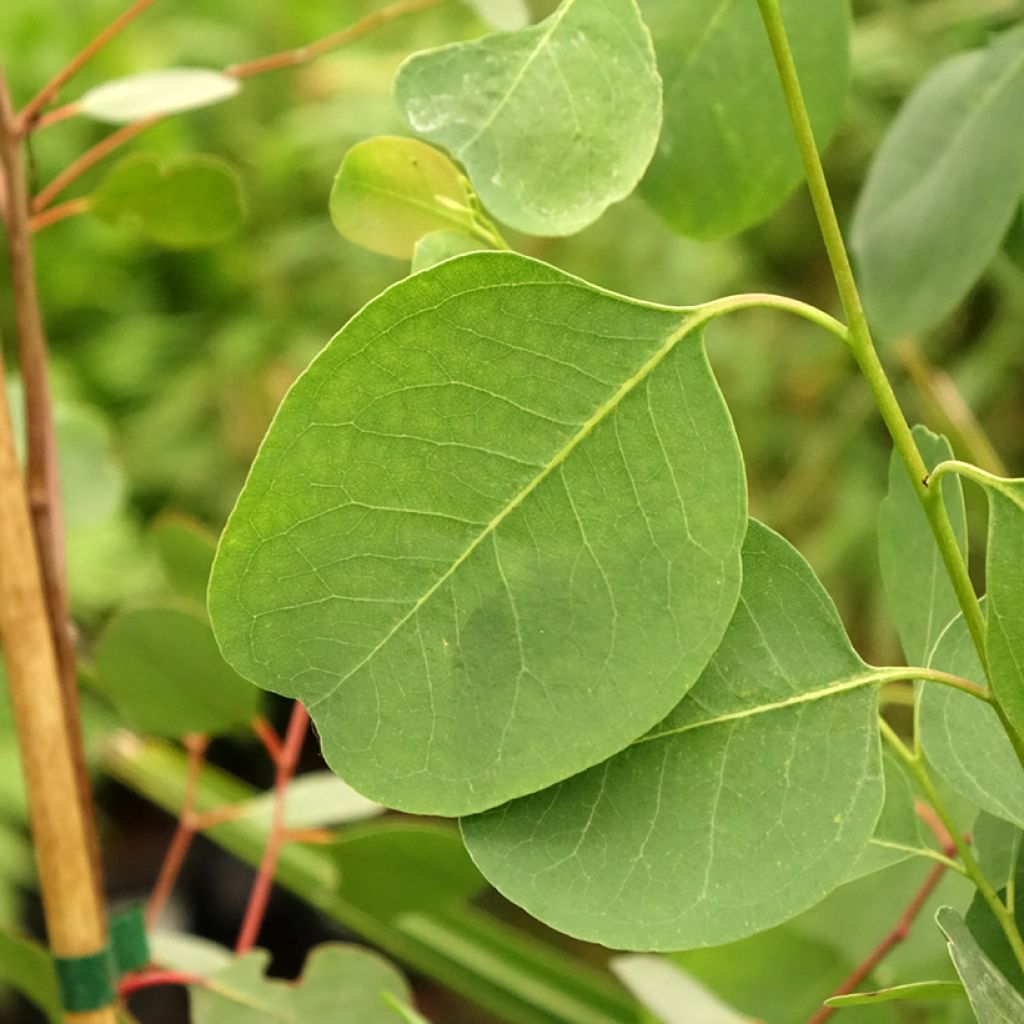 Eucalyptus camphora subsp camphora - Gommier des marais