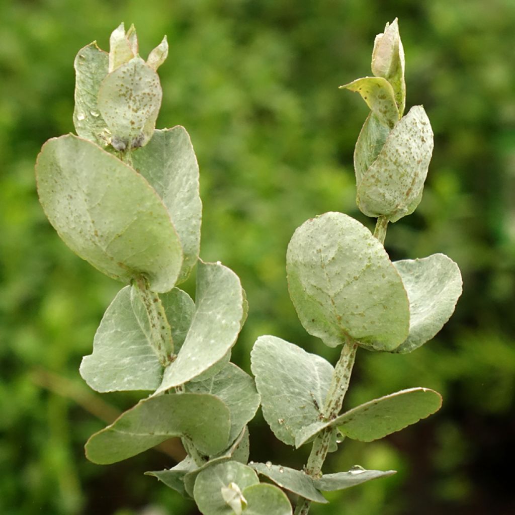 Eucalyptus cordata subsp quadrangulosa