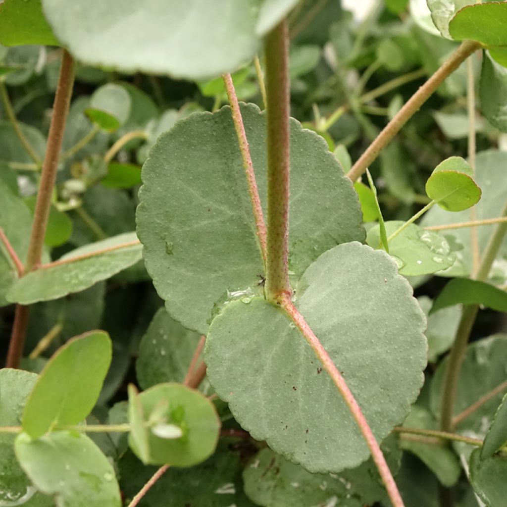 Eucalyptus gunnii Blaue Liebe - Gommier cidre