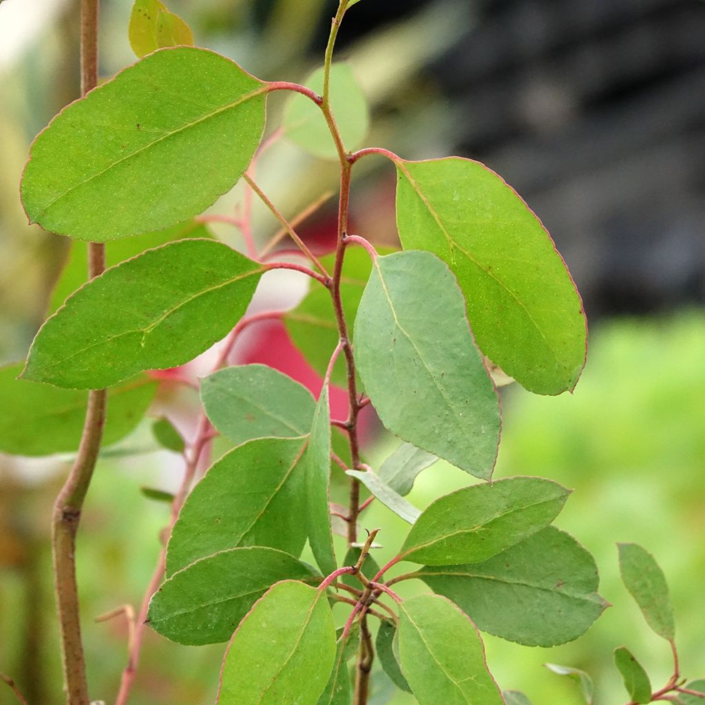 Eucalyptus johnstonii - Gommier jaune de Tasmanie