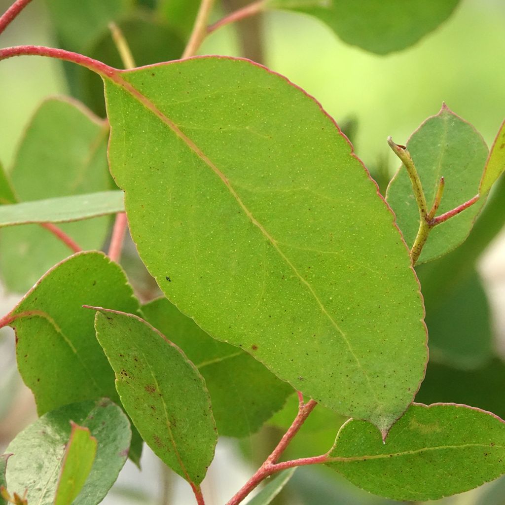 Eucalyptus johnstonii - Gommier jaune de Tasmanie