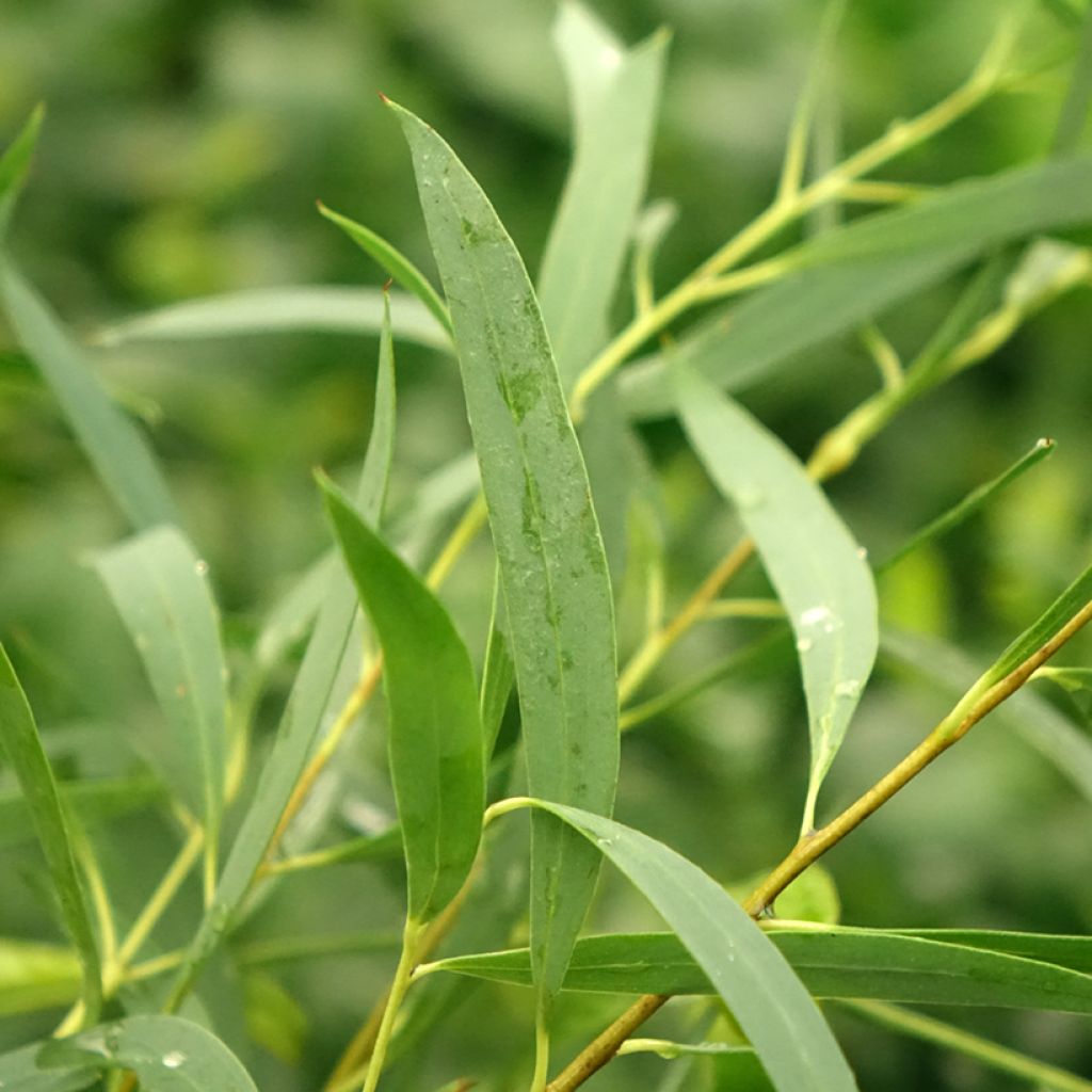 Eucalyptus moorei subsp. moorei