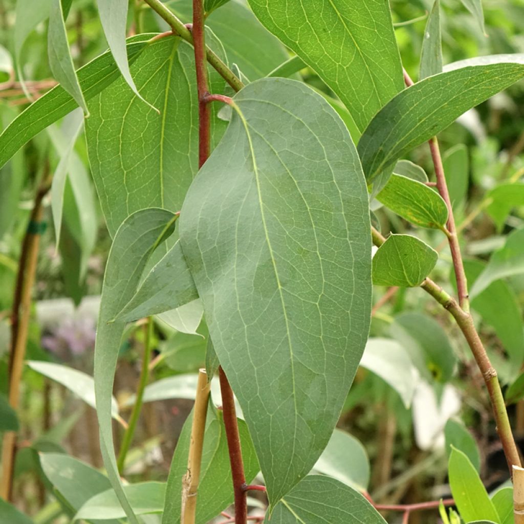 Eucalyptus pauciflora subsp. pauciflora Adaminaby - Gommier des neiges