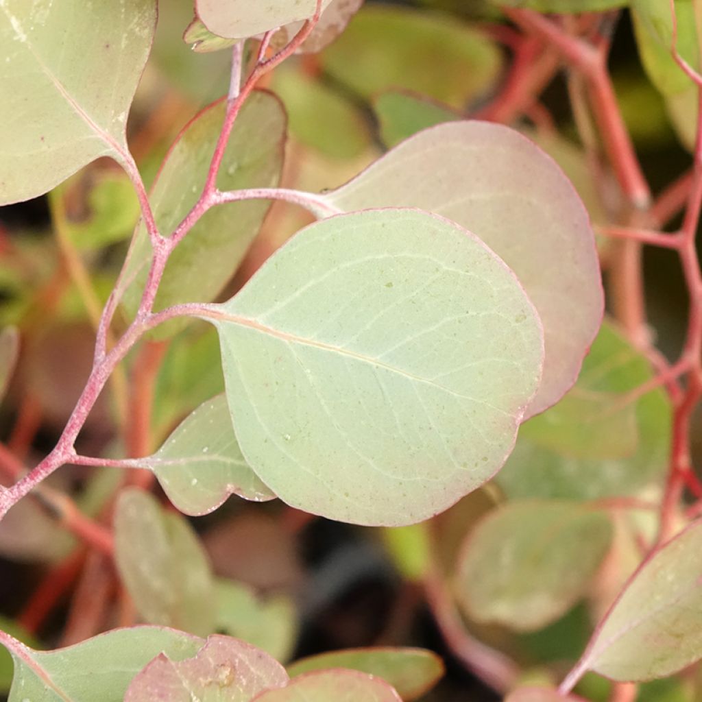 Eucalyptus polyanthemos - Gommier florifère