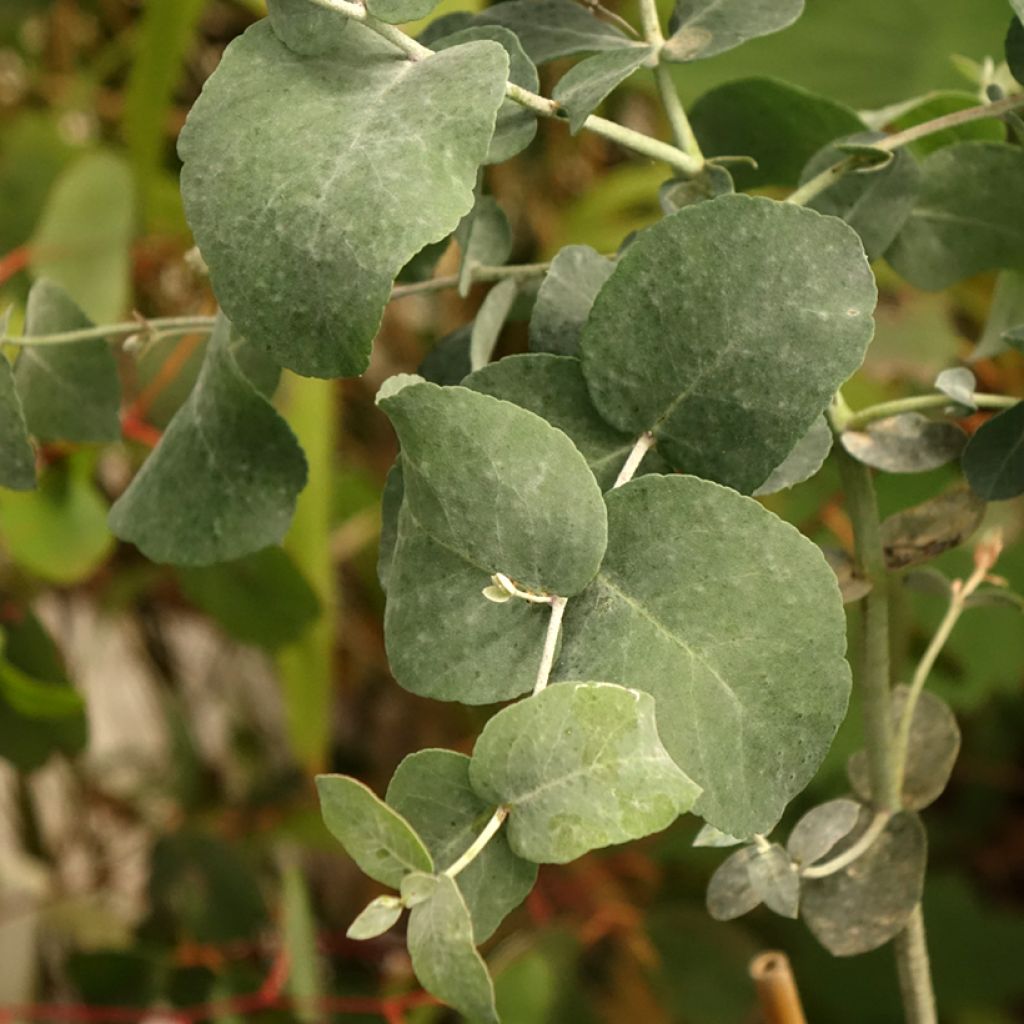 Eucalyptus urnigera forme glauque - Gommier à urnes