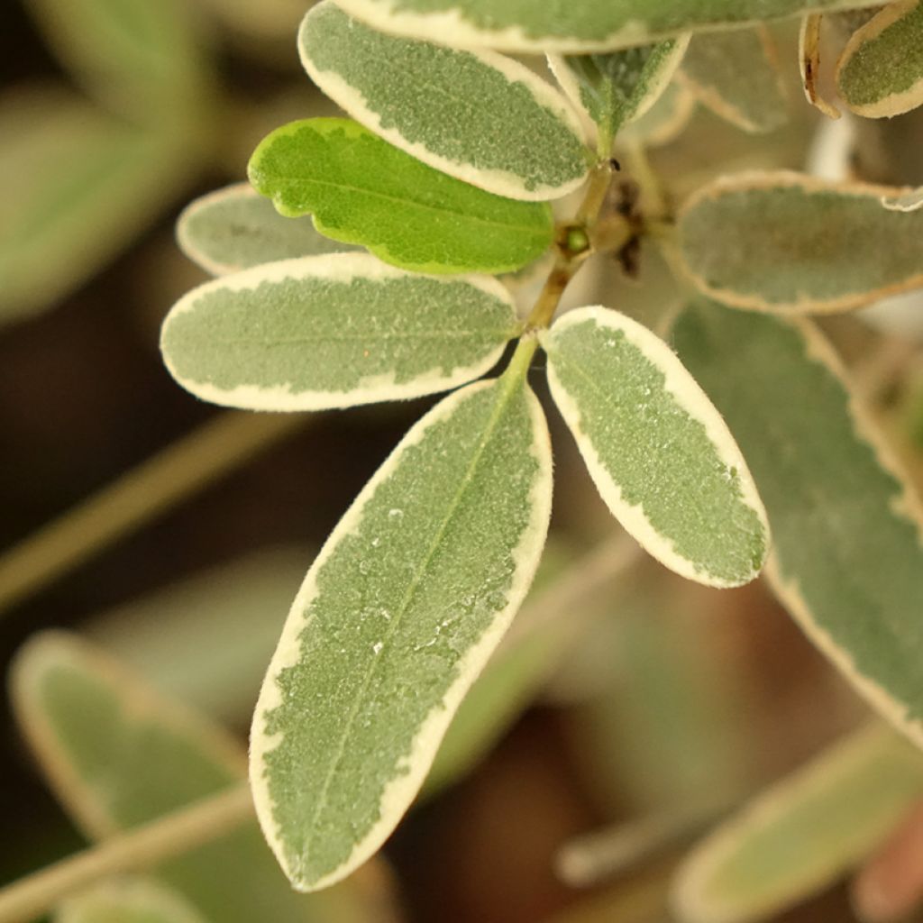 Eucryphia lucida Gilt Edge - Eucryphia luisant