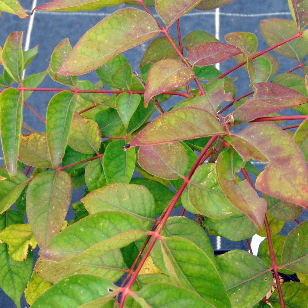 Euodia danielii - Arbre à miel