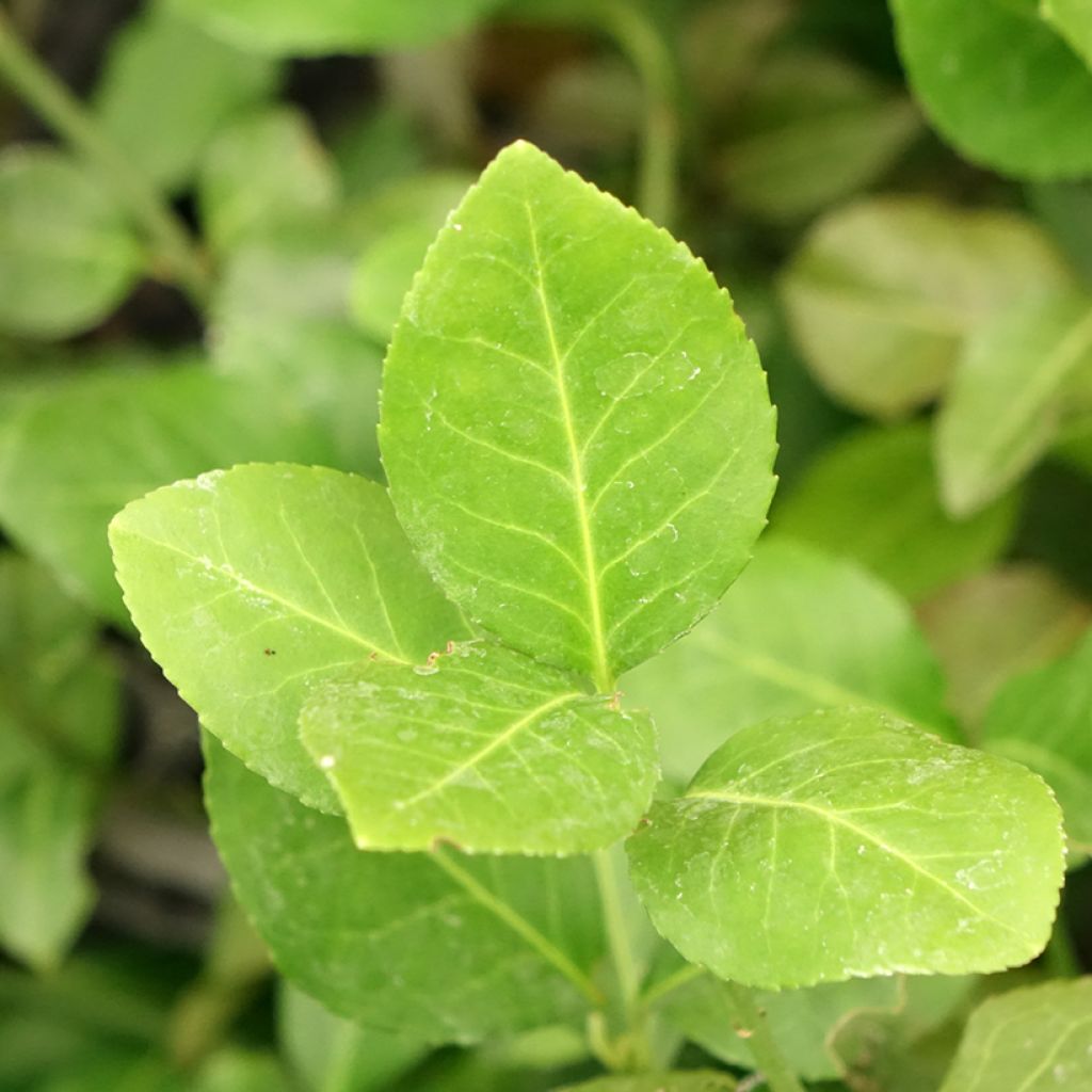 Euonymus fortunei Dart's Blanket - Fusain rampant