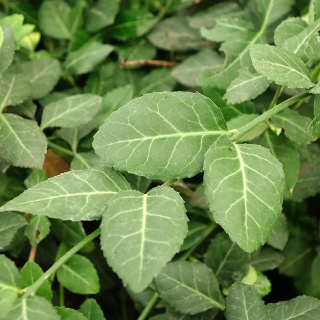 Euonymus fortunei Dart's Blanket - Fusain rampant