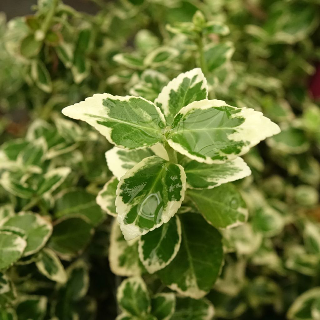 Euonymus fortunei Emerald Gaiety - Fusain