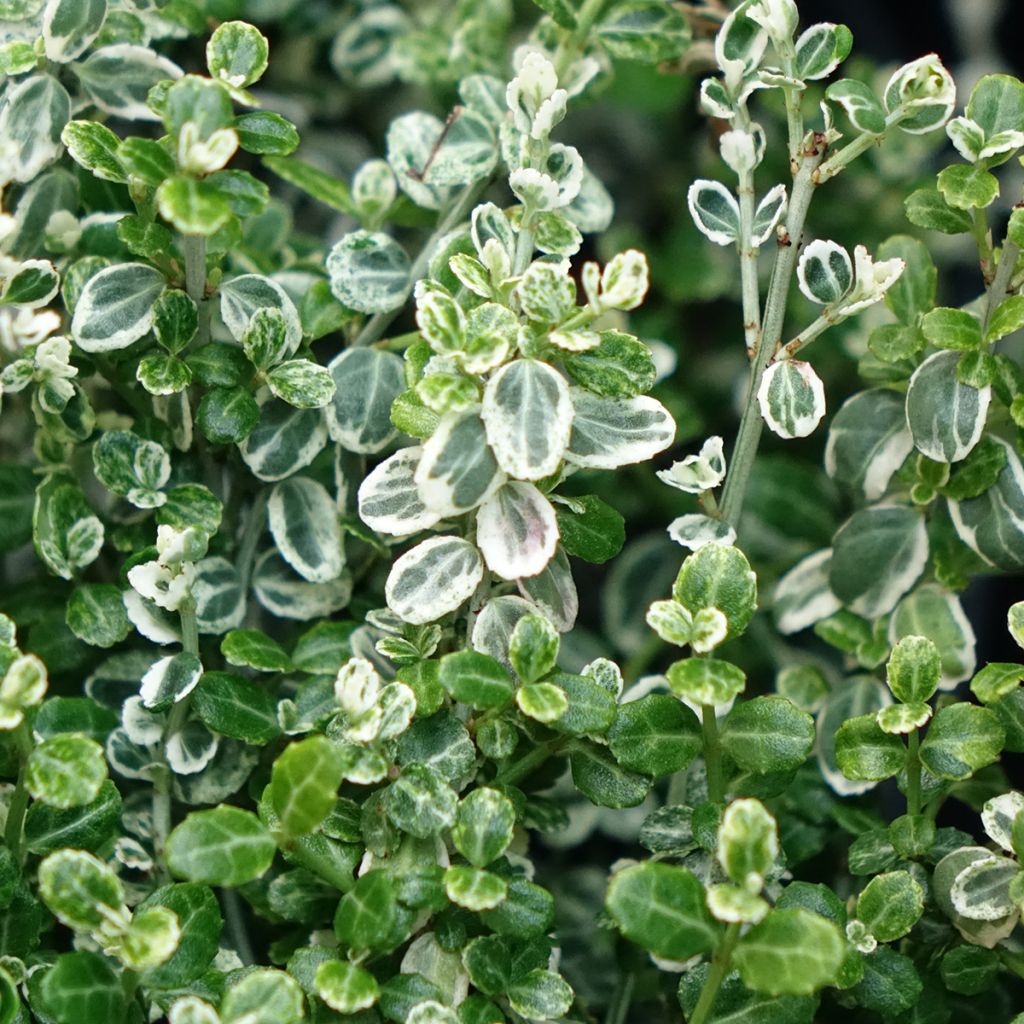 Euonymus fortunei Silver Carpet - Fusain persistant