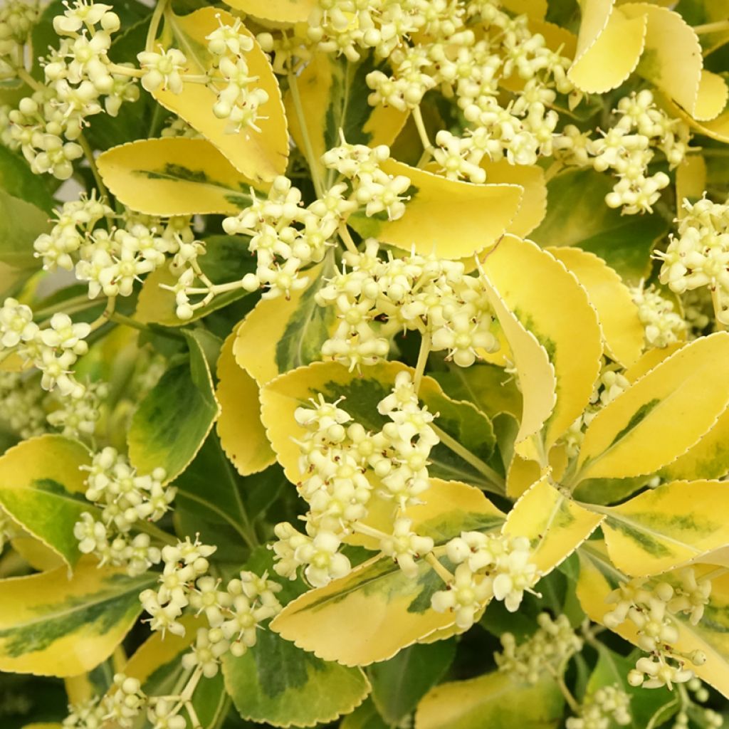 Euonymus japonicus Aureus - Fusain du Japon