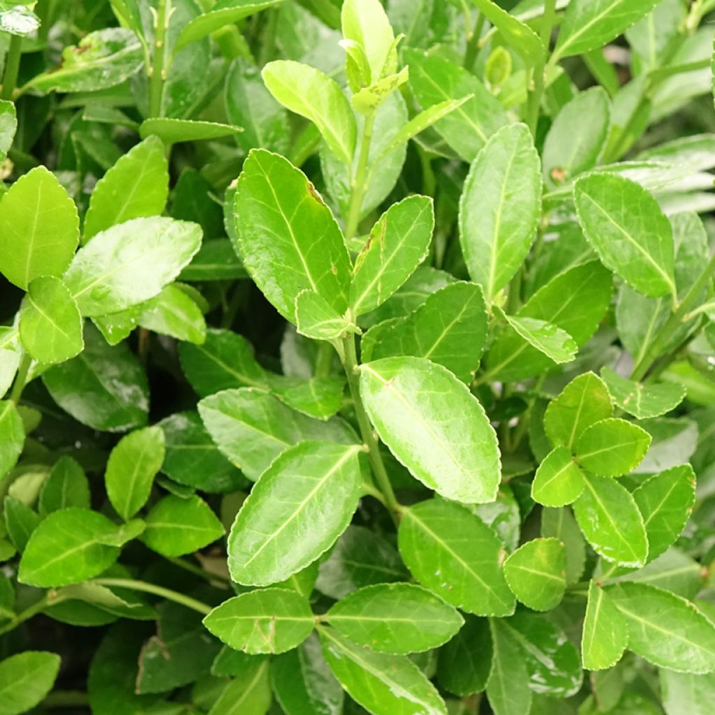 Euonymus japonicus - Fusain du Japon