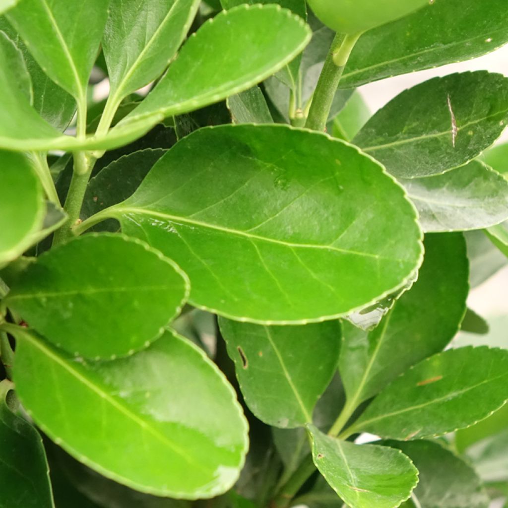 Euonymus japonicus - Fusain du Japon