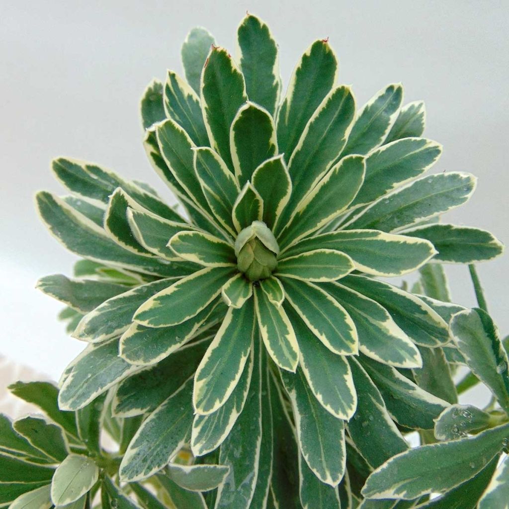 Euphorbe characias Glacier Blue