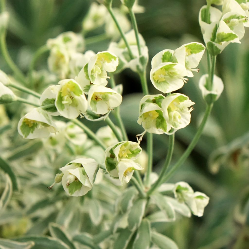 Euphorbe characias Glacier Blue