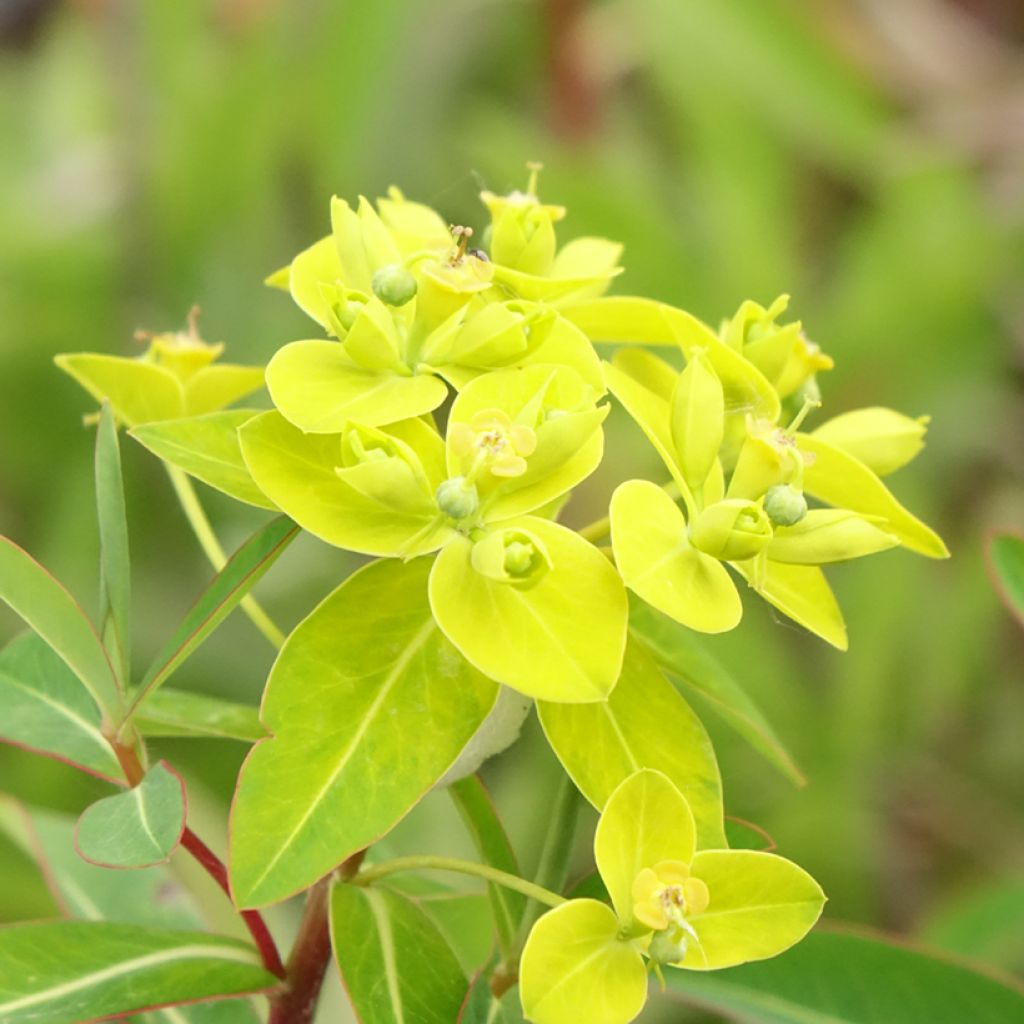 Euphorbia cornigera - Euphorbe