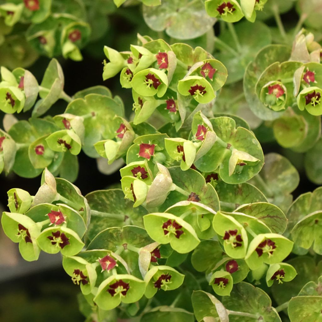 Euphorbe x martinii