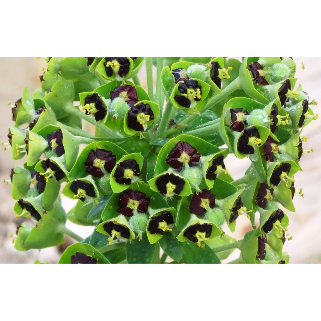 Euphorbe characias Black Pearl