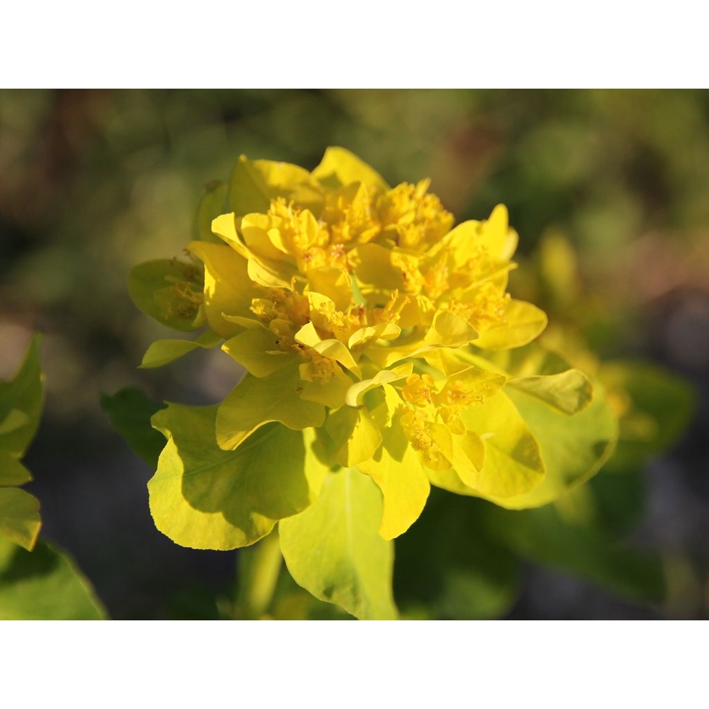 Euphorbia polychroma - Euphorbe polychrome