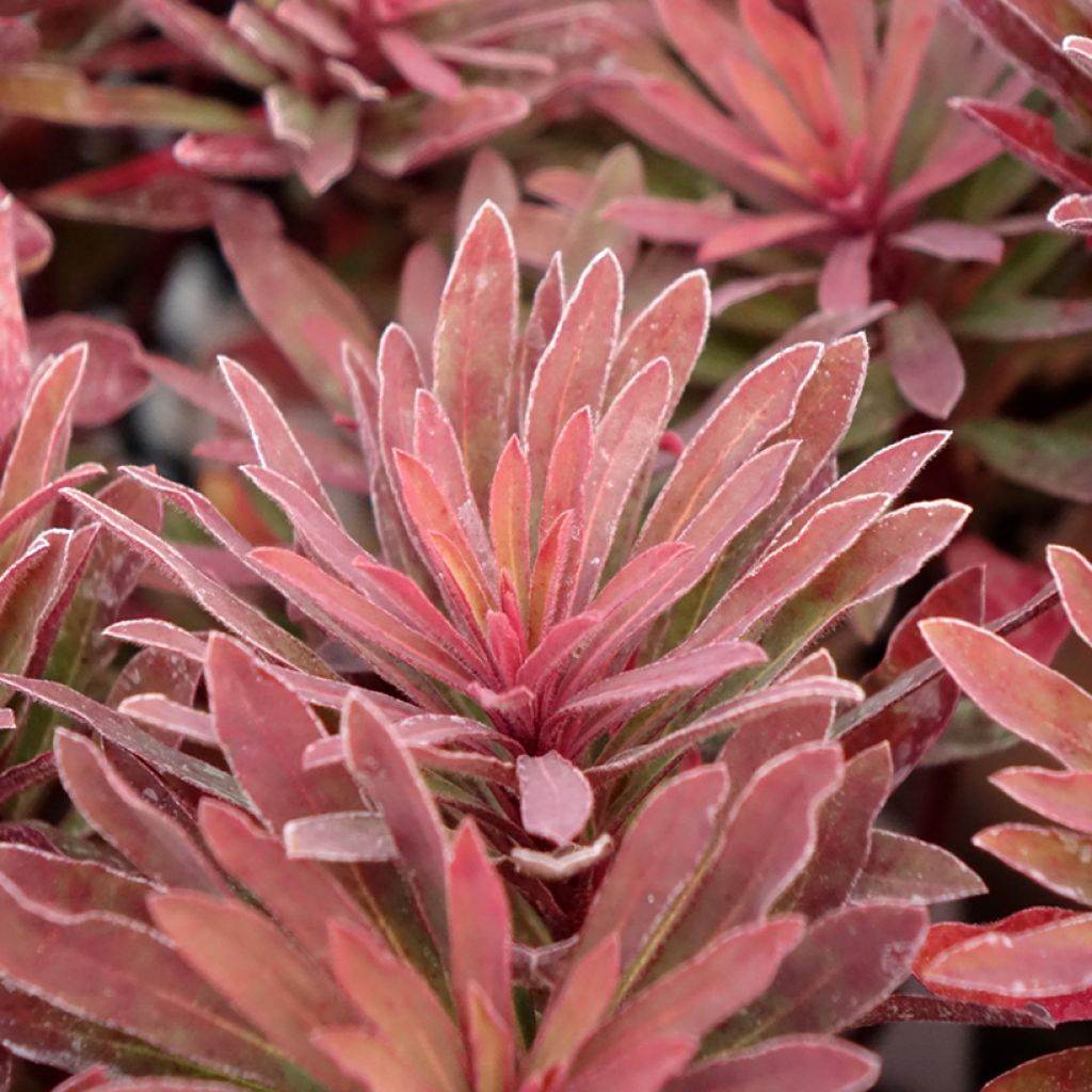 Euphorbia characias Miners Merlot - Euphorbe