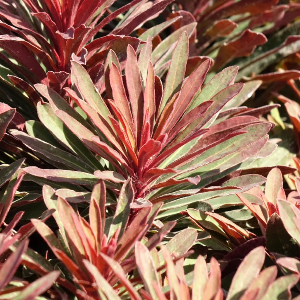 Euphorbia characias Miners Merlot - Euphorbe