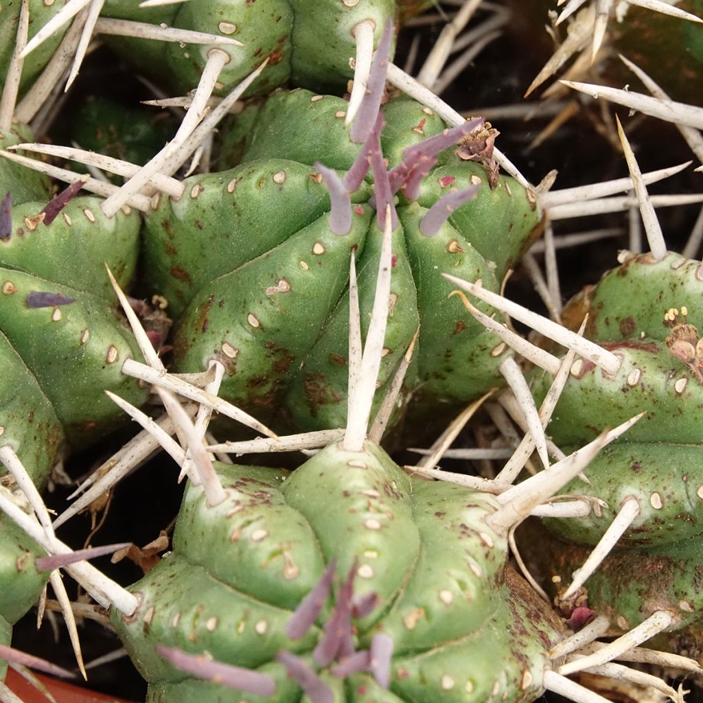 Euphorbia mammillaris - Euphorbe