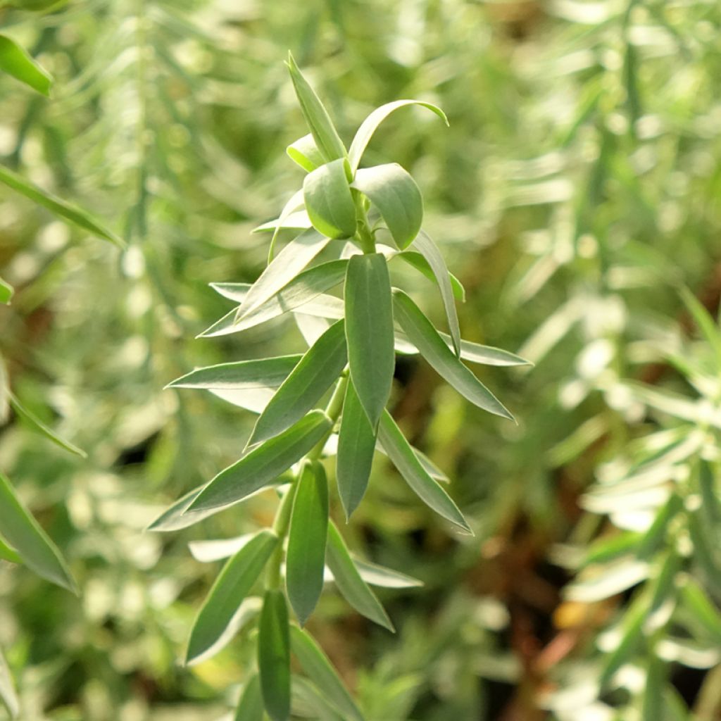 Euphorbia pithyusa Ponte Leccia - Euphorbe des Baléares