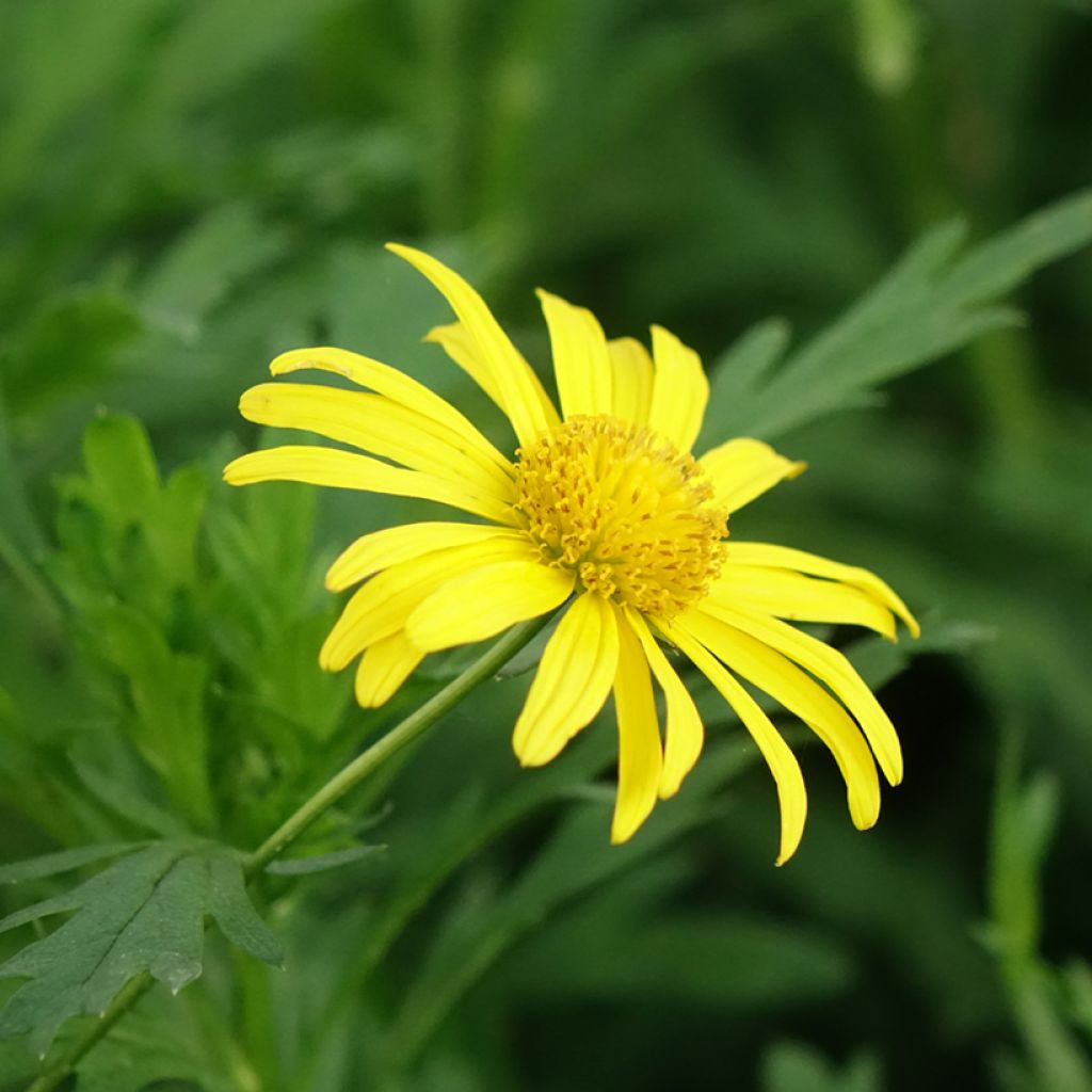 Euryops chrysanthemoides Sonnenschein - Marguerite de la savane