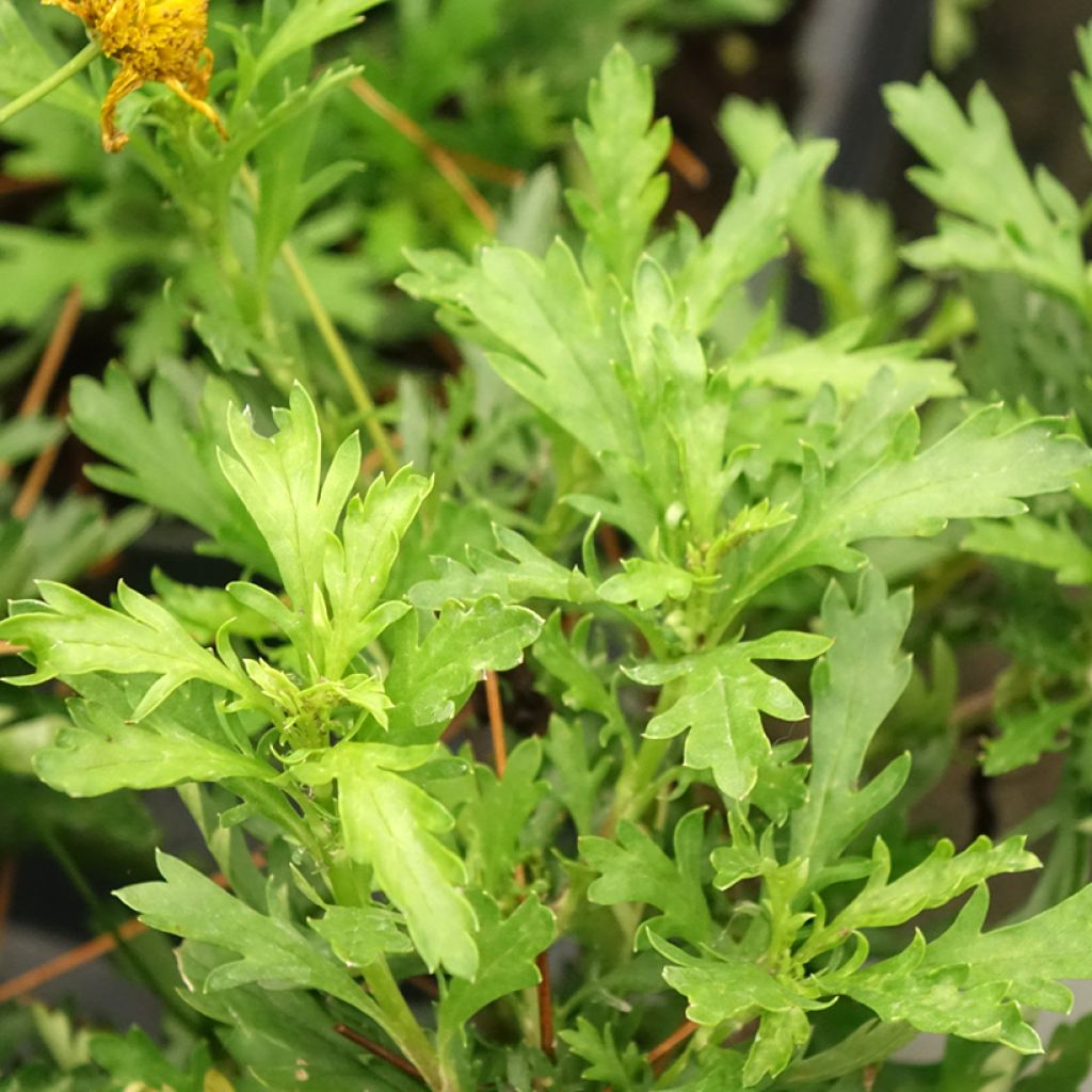 Euryops evansii 