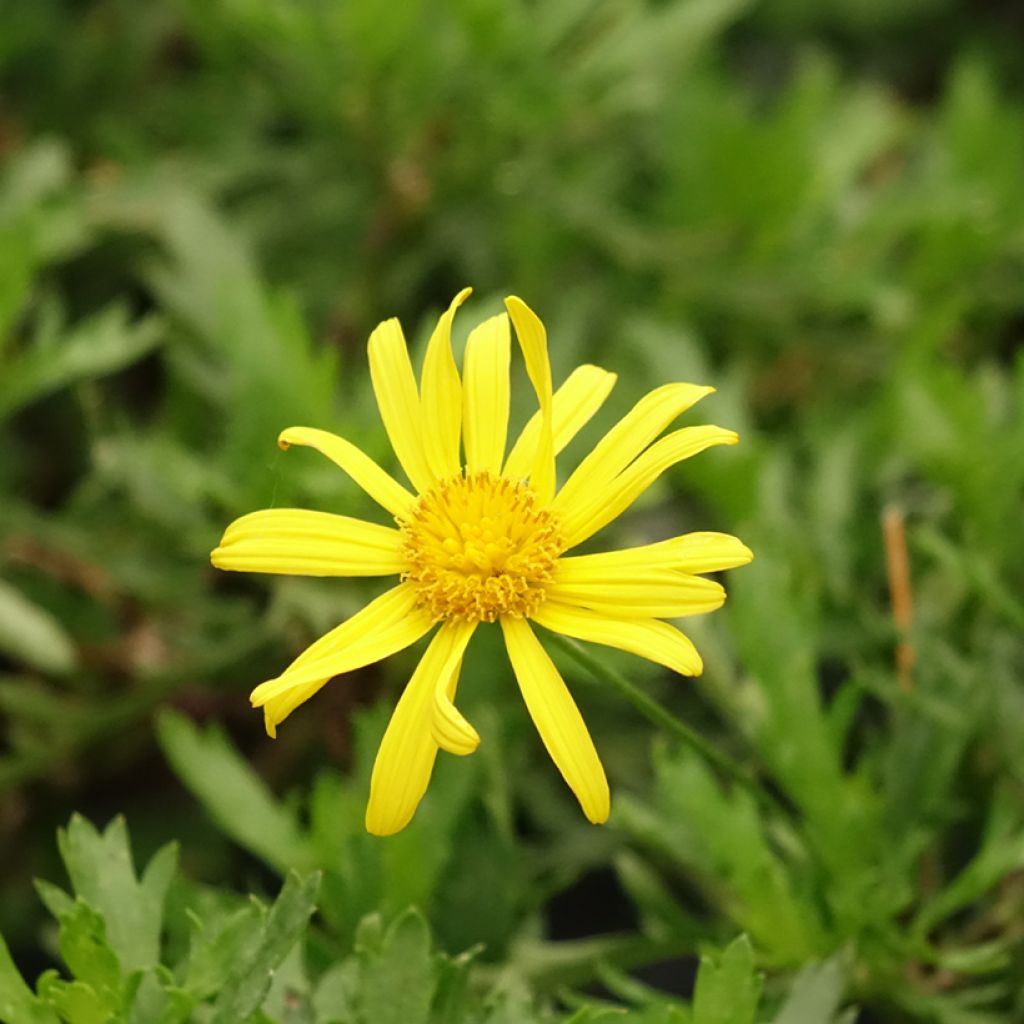 Euryops evansii 