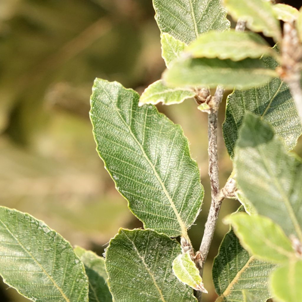 Fagus sylvatica Felderbach - Hêtre nain