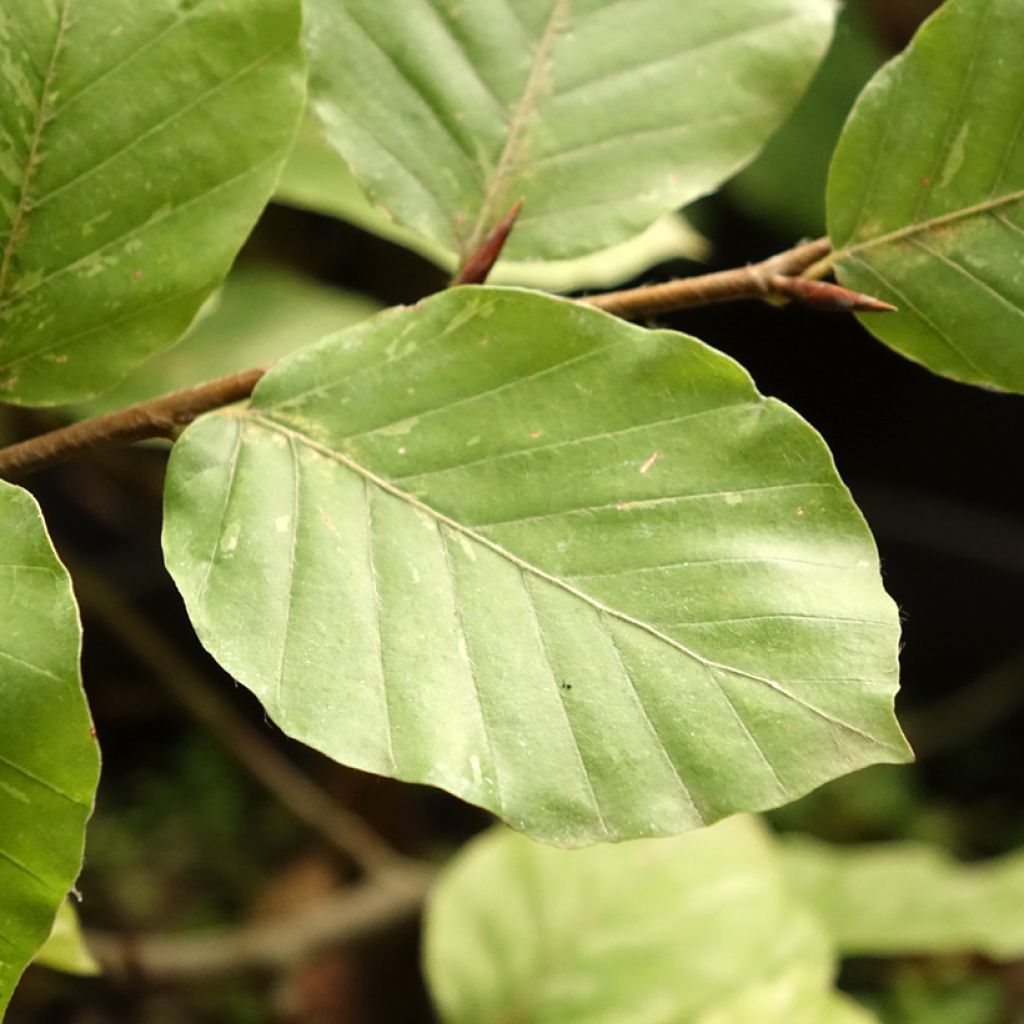 Fagus sylvatica Rolf Marquardt - Hêtre nain panaché