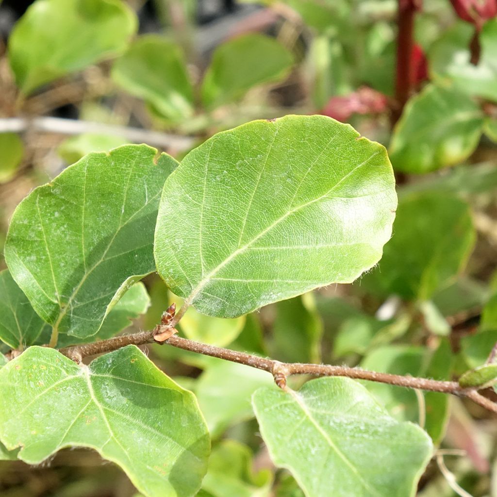 Fagus sylvatica Skrzat - Hêtre nain