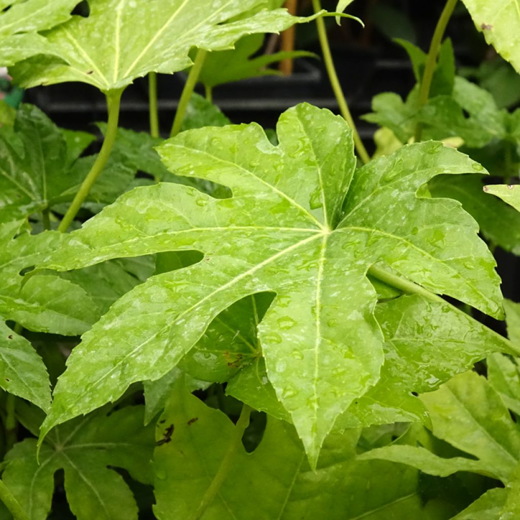 Faux-aralia - Fatsia japonica