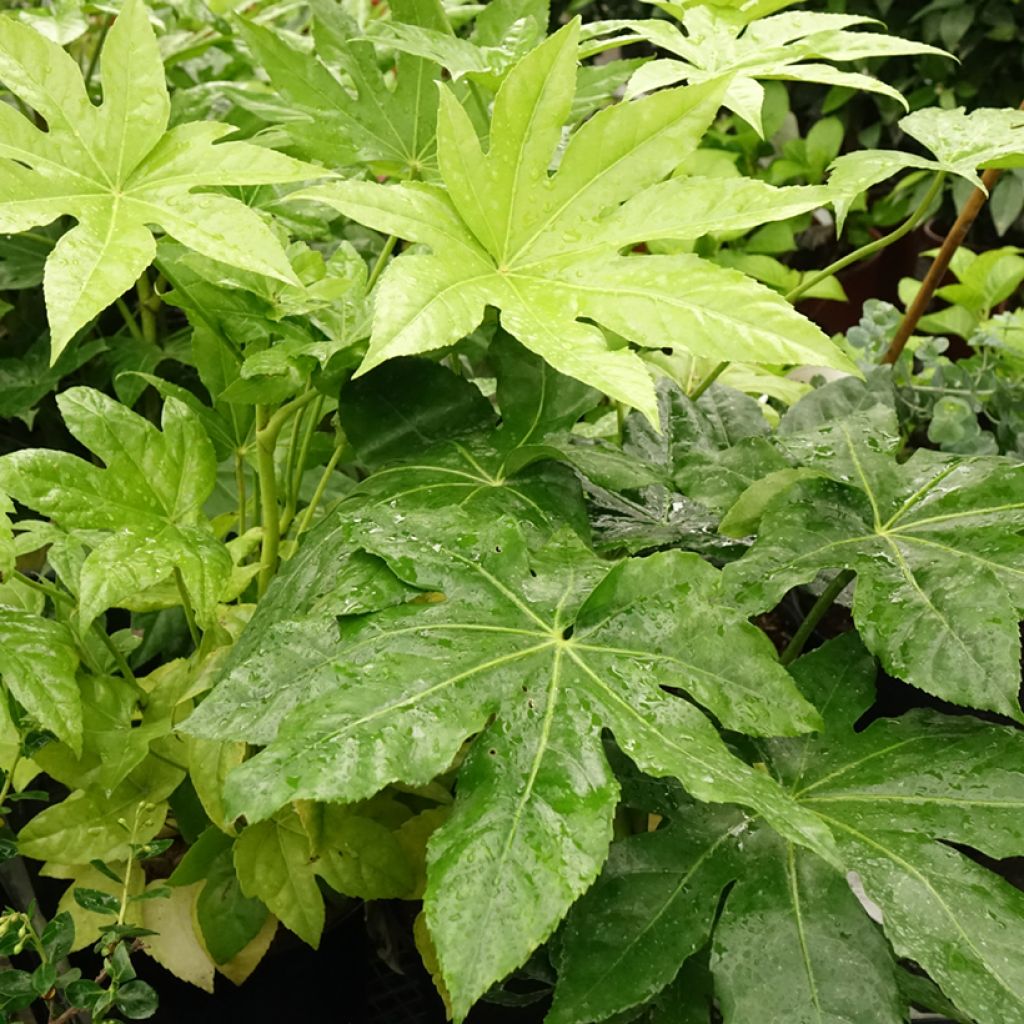 Faux-aralia - Fatsia japonica