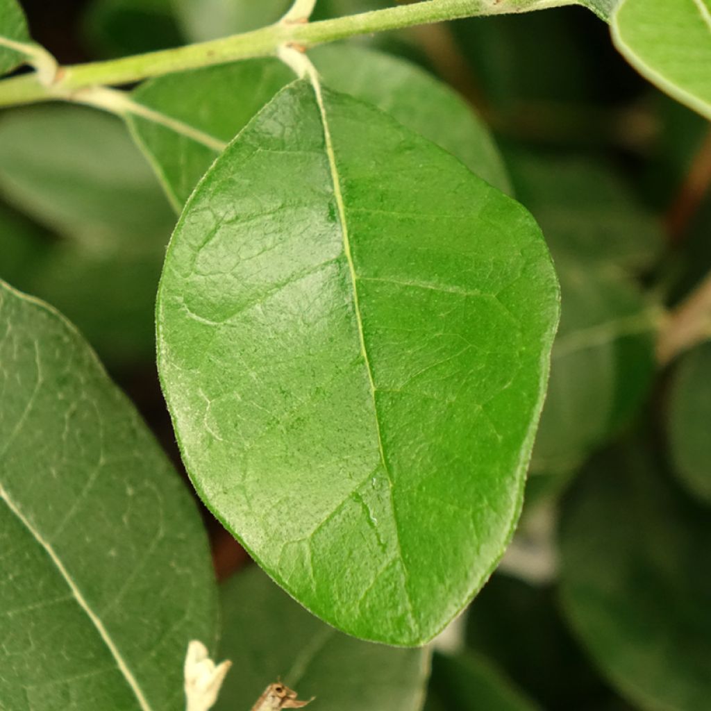 Feijoa ou Acca sellowiana Apollo - Goyavier du Brésil