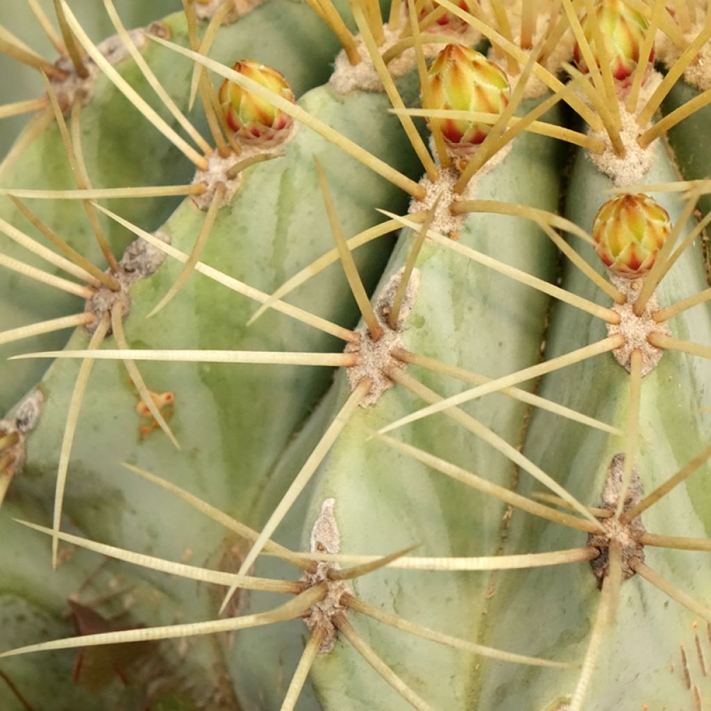 Ferocactus glaucescens - Cactus tonneau