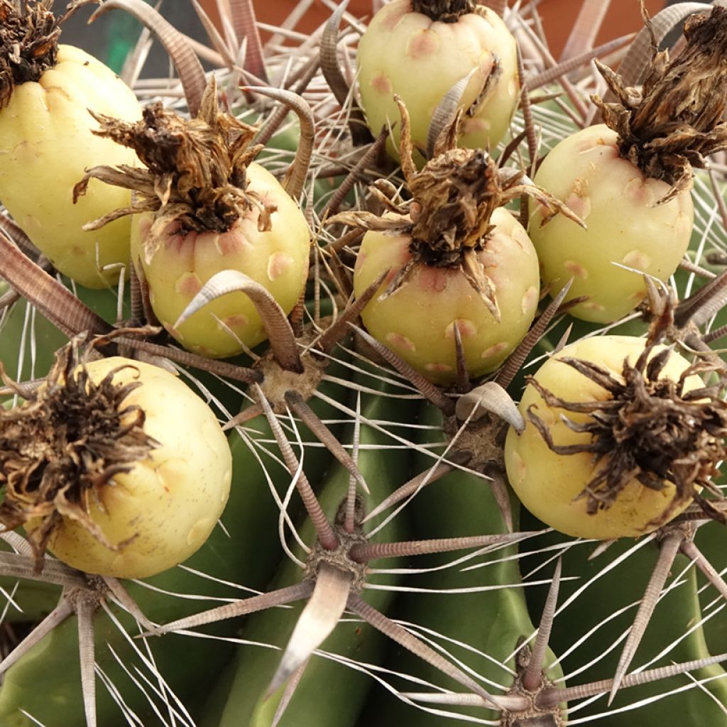 Ferocactus horridus - Cactus tonneau