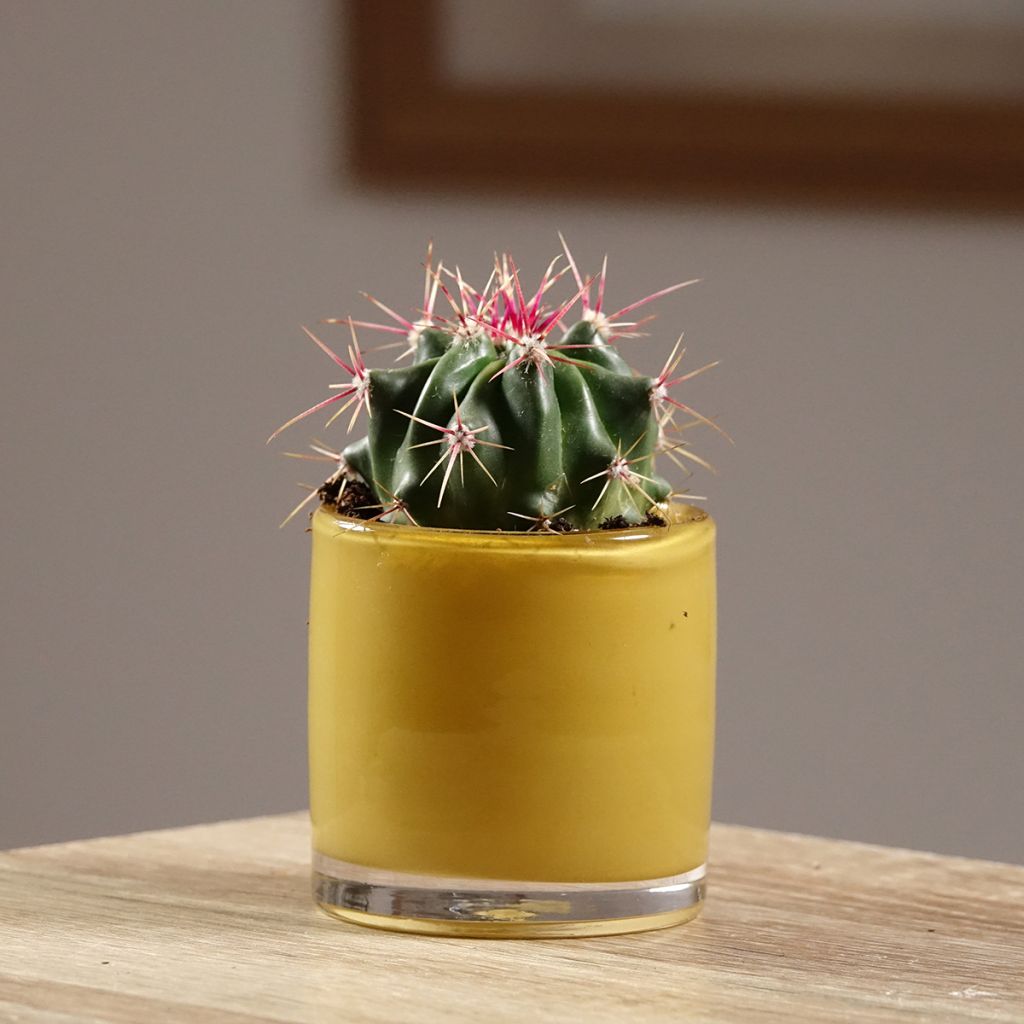 Ferocactus latispinus - Cactus tonneau