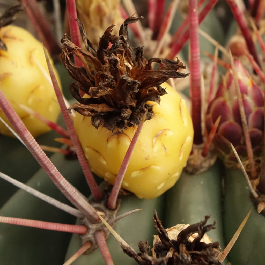 Ferocactus rectispinus - Cactus tonneau
